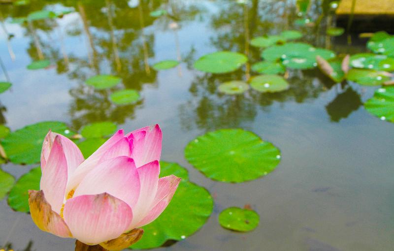 hotel Angkor Century Resort & Spa